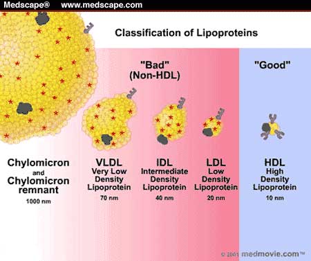 types-of-lipoproteins-chole